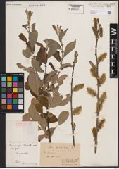 Foto von Salix cinerea L.